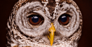 photo of owl eyes